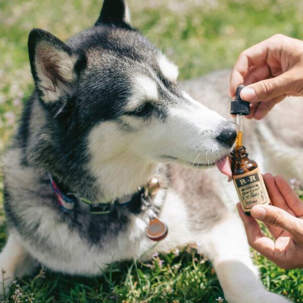 Dog vaccines